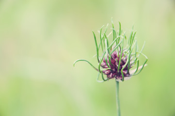 A single spiked flower. Shallow depth of field.