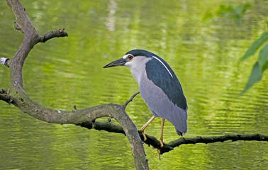 bird stork catching fish