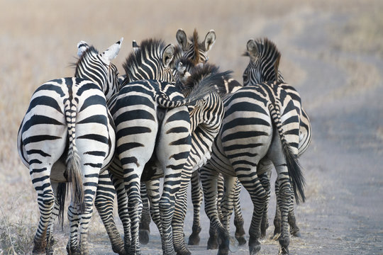 Fototapeta Gruppe Zebras in der Steppe Afrikas