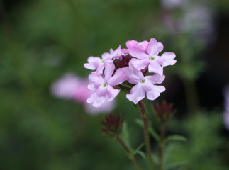Fototapeta na wymiar pink flower on blurry background 