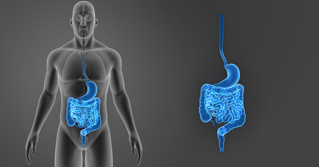 Stomach and intestine zoom with organs anterior view