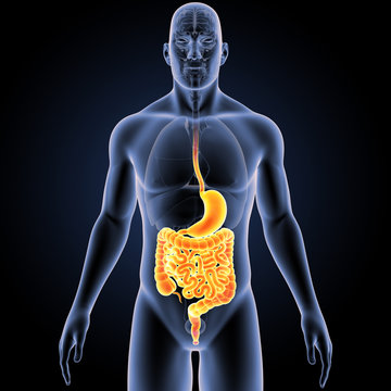 Stomach and intestine with organs anterior view