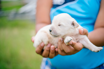 A child in the countryside with a good heart, loving and caring for the puppies who have given birth, the mother died.