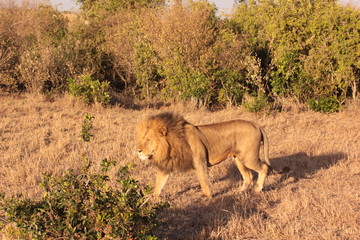 Tanzanian Wildlife