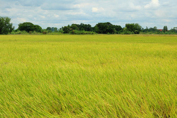 Obraz na płótnie Canvas Rice paddy field at summer