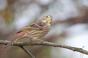 Yellowhammer