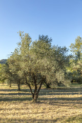 scenic olive trees in the park near Lourmarin, Provence, France