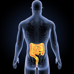 Intestine with skeleton posterior view