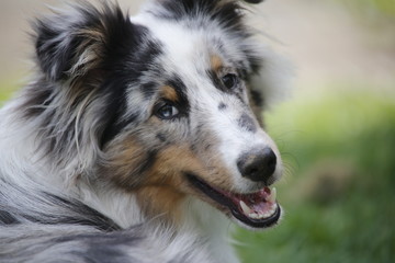 shelties Easy und JJ