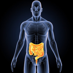 Intestine with skeleton anterior view