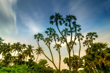 Palm trees with sky background.