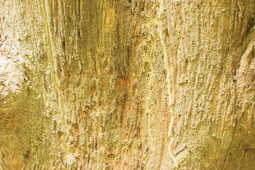 Texture of tree trunk