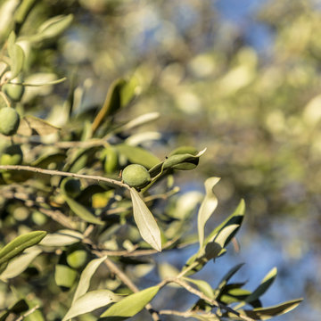 detail of  olive fruit