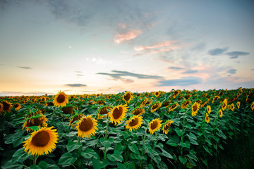 Obraz premium A plantation of beautiful yellow-green sunflowers after sunset at twilight against a beautiful light sky with fluffy clouds