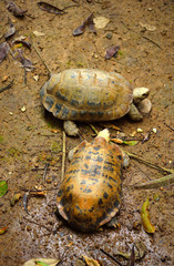Asian Box Turtle