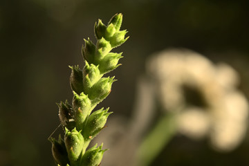 Upper part of the plant Physostegia