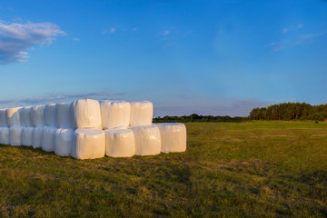 Obraz premium Hay balls on a field - as summer ends and autumn approach a harvest time begin in preparation for cold winter months. Agriculture and farming background. Farmer world