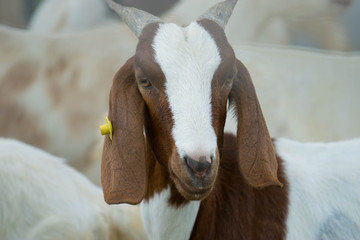 Goat head shot.