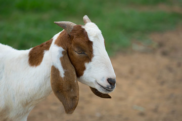 Goat head shot.