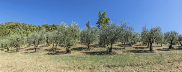 Cercles muraux Olivier les oliviers poussent en provence près de Nyons