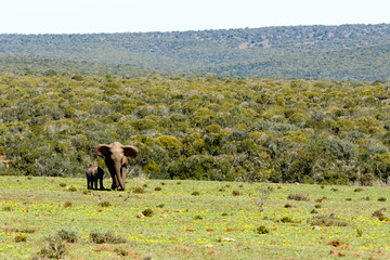 Mom and baby Elephants coming from the bushes