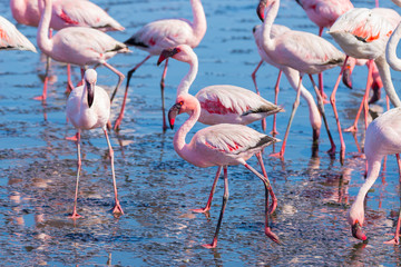 Group of pink flamingos on the sea at Walvis Bay, the atlantic coast of Namibia, Africa.