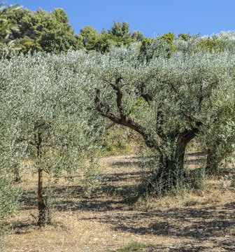 olive trees grow in the provence near Nyons