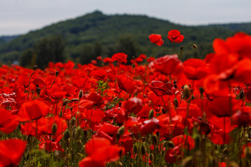Obraz premium Poppy field near Uzhgorod, Transcarpathia, Ukraine