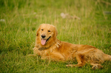 Golden dog lying in the grass.