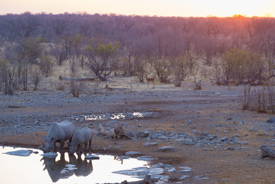 Rare Black Rhinos drinking from waterhole at sunset. Wildlife Safari in Etosha National Park, the main travel destination in Namibia, Africa.