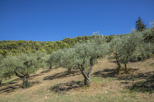 olive trees grow in the provence near Nyons