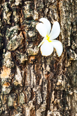 frangipani flower the white flowers, fragrant flowering tropical tree. When the aging bouquet still gorgeous naturally. 