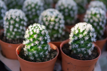 Small cactus in pot