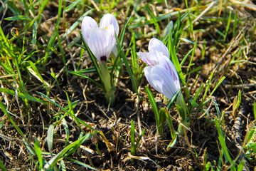 Purple crocus on early spring