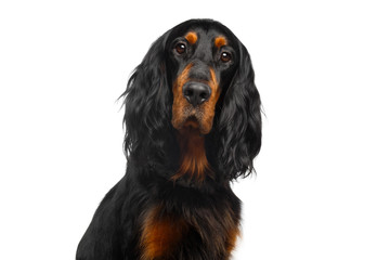 Portrait of English Setter Dog Isolated on White Background