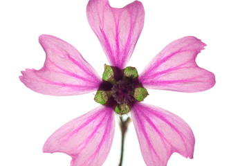 isolated pink flower, separated petals. white background, closeup, studio shot
