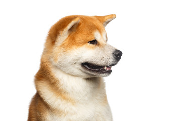 Funny Portrait of Akita inu Japanese breed of Dog, Looks Cute on isolated white background, front view