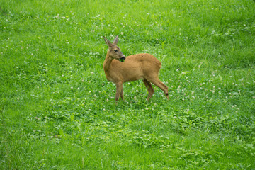 Deer eating grass