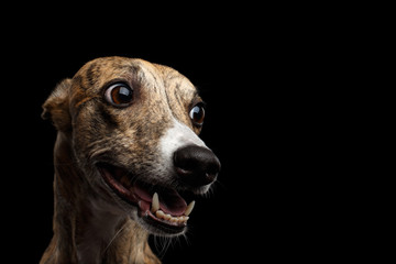 Funny Portrait of Whippet Dog on Isolated Black Background - obrazy, fototapety, plakaty