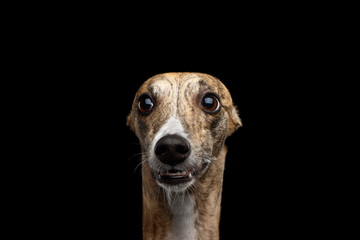 Funny Portrait of Amazement Whippet Dog Curious Stare in Camera on Isolated Black Background