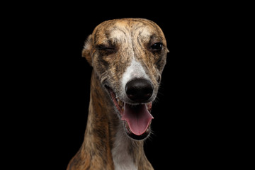 Funny Portrait of Whippet Dog Winks in Camera on Isolated Black Background