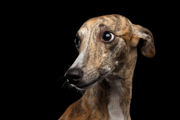 Sad Portrait of Whippet Dog Looks Guilty on Isolated Black Background - obrazy, fototapety, plakaty