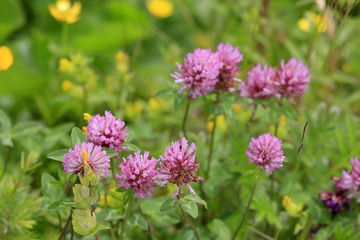 Wiesen-Klee (Trifolium pratense), Rot-Klee