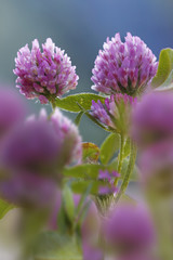 Wiesen-Klee (Trifolium pratense), Rot-Klee