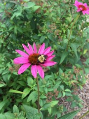 Fototapeta premium bee on purple flower