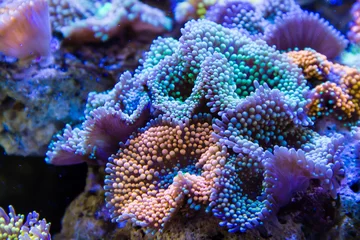 Tuinposter Rememberea florida Coral © Chonlasub