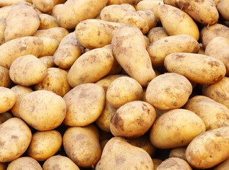 New appetizing potatoes at farmers market