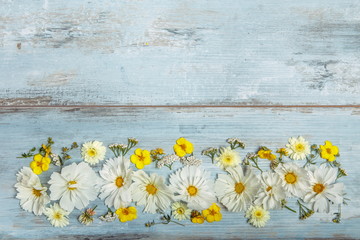Obraz premium A bouquet of white flowers cosmea or cosmos on blue boards. Garden yellow flowers over handmade wooden table background. Backdrop with copy space.