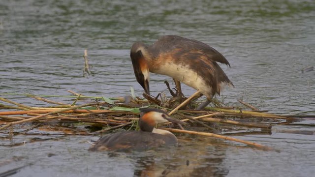 Great crested grebe (Podiceps cristatus) - ungraded footage