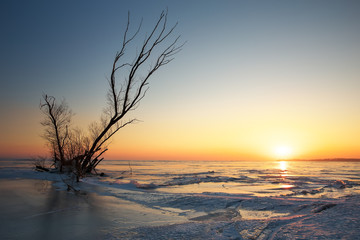 Winter landscape with snag on the frozen lake near the shore